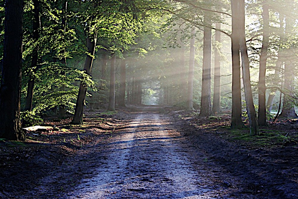 Die Natur als Künstlerin